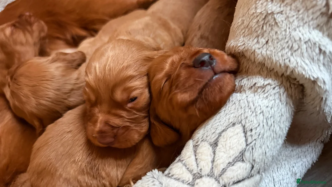 Cocker Spaniel dogs for sale: Cocker Spaniel puppies  - Advert 2