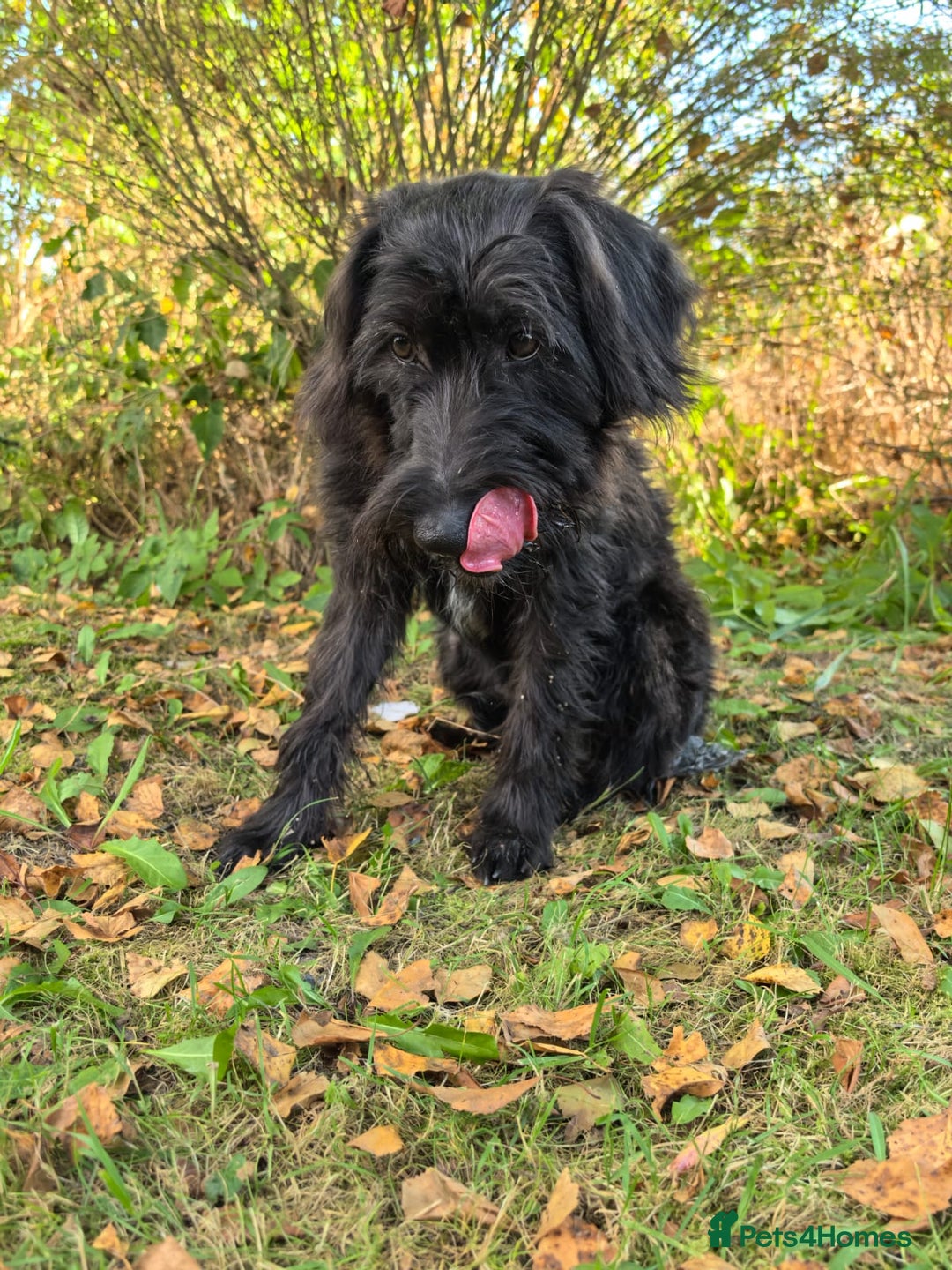 Labradoodle dogs for adoption: ELLA – Female Labradoodle - Advert 3