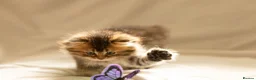 Scottish Fold cats for sale: Scottish Fold PURE BREED TOP QUALITY in Tilbury - Advert 4
