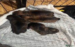 Mixed Breed dogs for sale: Beautiful Rottweiler x bullmastiff puppies - Image 6