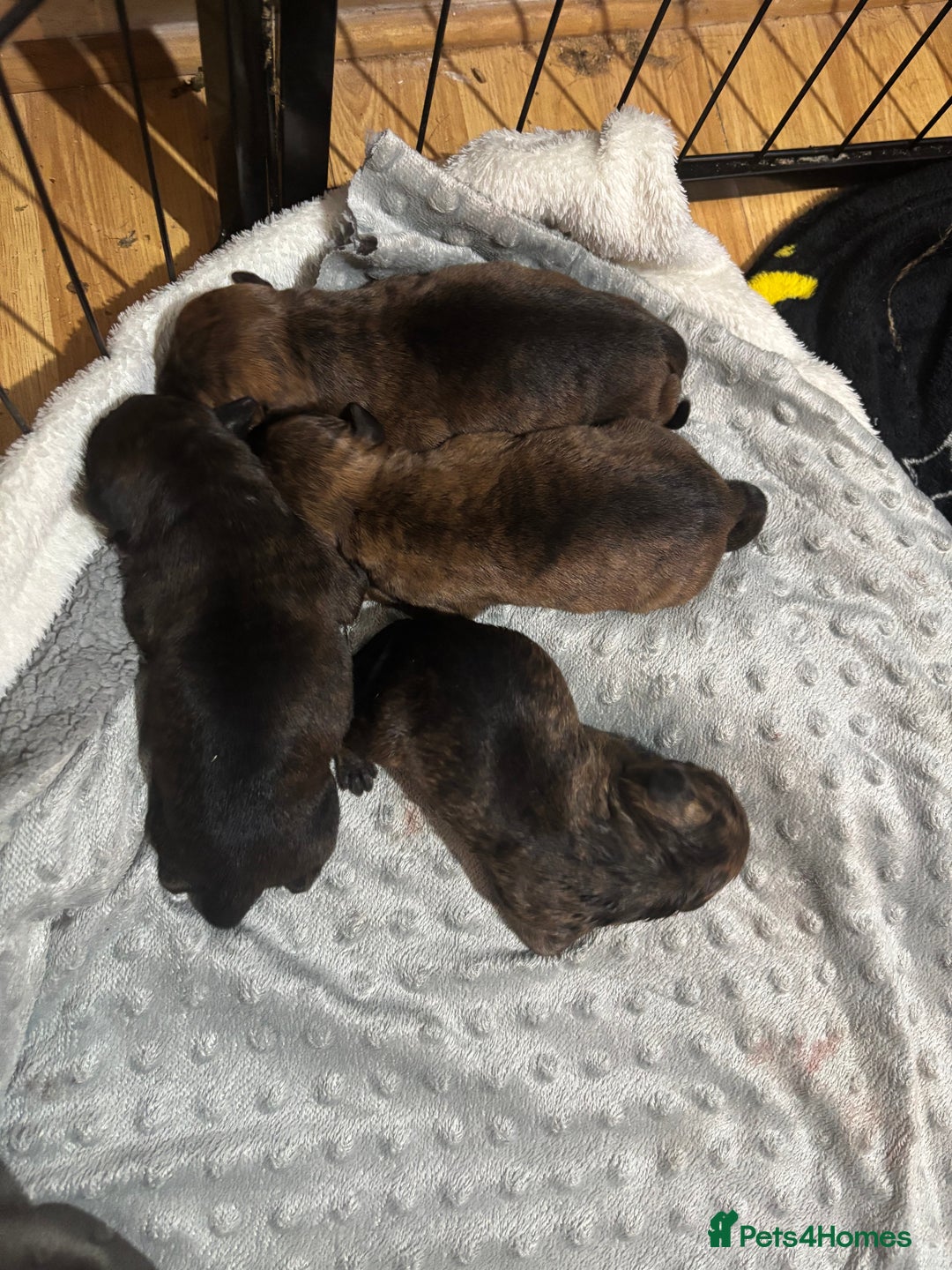 Mixed Breed dogs for sale: Beautiful Rottweiler x bullmastiff puppies - Image 6