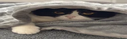 Mixed Breed cats for sale: Canela - Advert 3