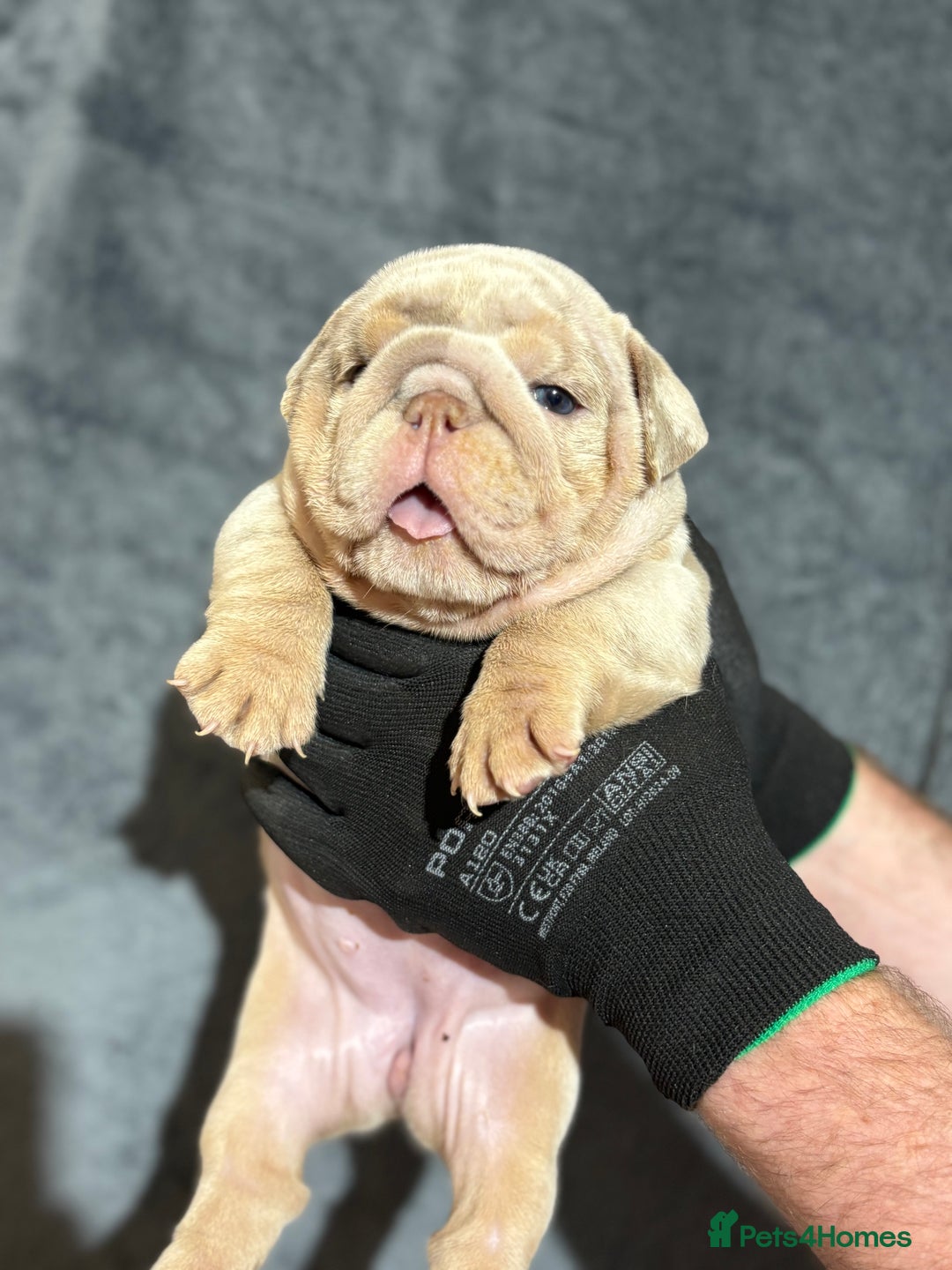 English Bulldog dogs for sale: Mr muscles pup 7 weeks old ready to go 28th  - Image 13