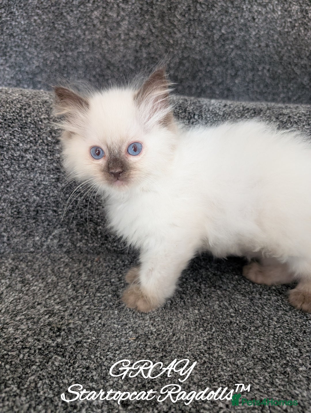 Ragdoll cats for sale: GCCF Pedigree Ragdoll Kittens Champion Lines - Advert 33