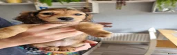 Miniature Dachshund dogs for sale: 🌟KC reg.Miniature LH Dachshund Puppies 🌟  - Advert 20