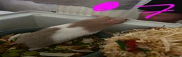 Hamster rodents for sale: Syrian hamsters various colours and genders - Advert 13
