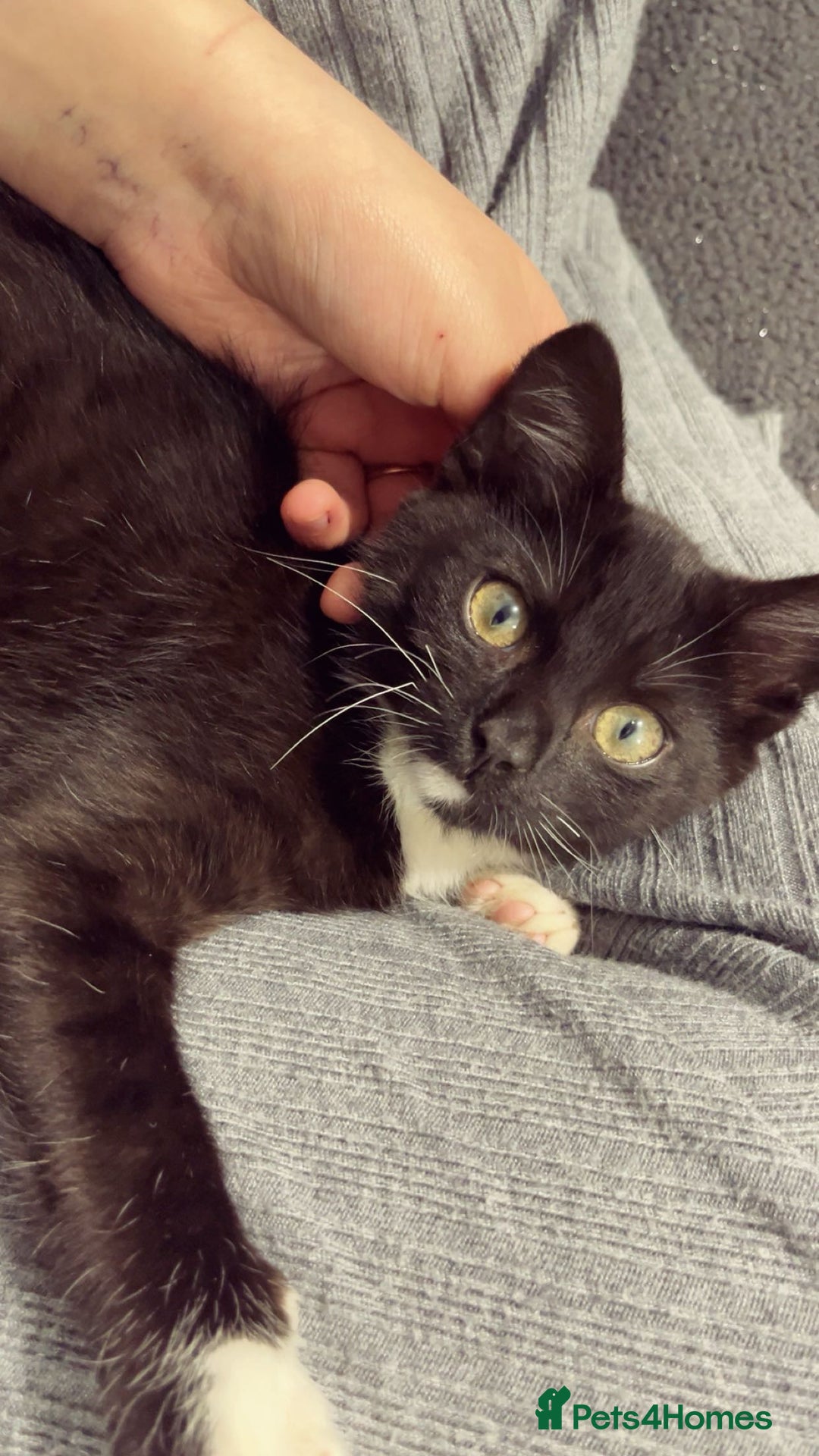 Domestic Shorthair cats for sale: 2 cats for sale 1 boy and a girl  - Image 2