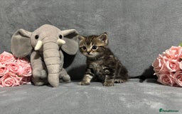 Mixed Breed cats for sale: Ragdoll mixed kittens Grey. Tabby. Speckled. Black - Advert 10