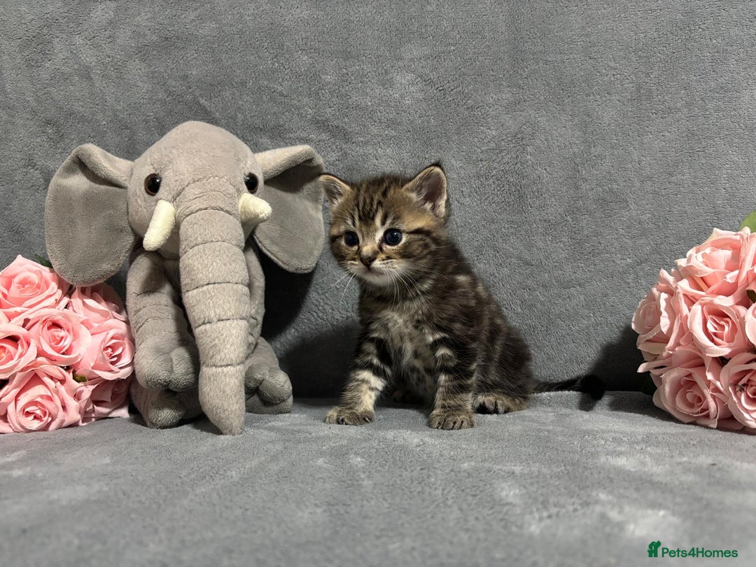 Mixed Breed cats for sale: Ragdoll mixed kittens Grey. Tabby. Speckled. Black - Advert 10