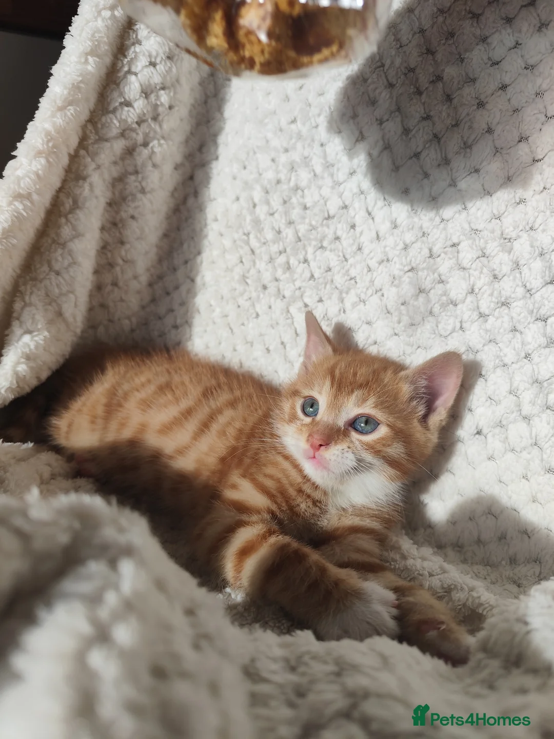 Domestic Shorthair cats for sale: Adorable kittens for sale - Advert 9