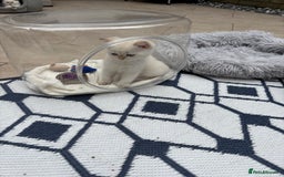 British Shorthair cats for sale: British Shorthair golden and silver - Image 18