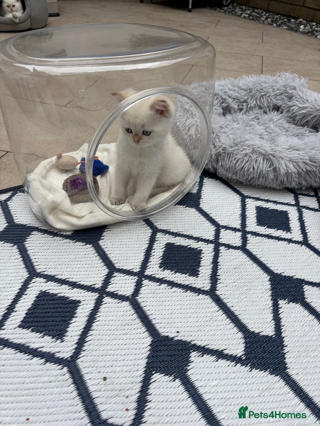 British Shorthair cats for sale: British Shorthair golden and silver - Image 18