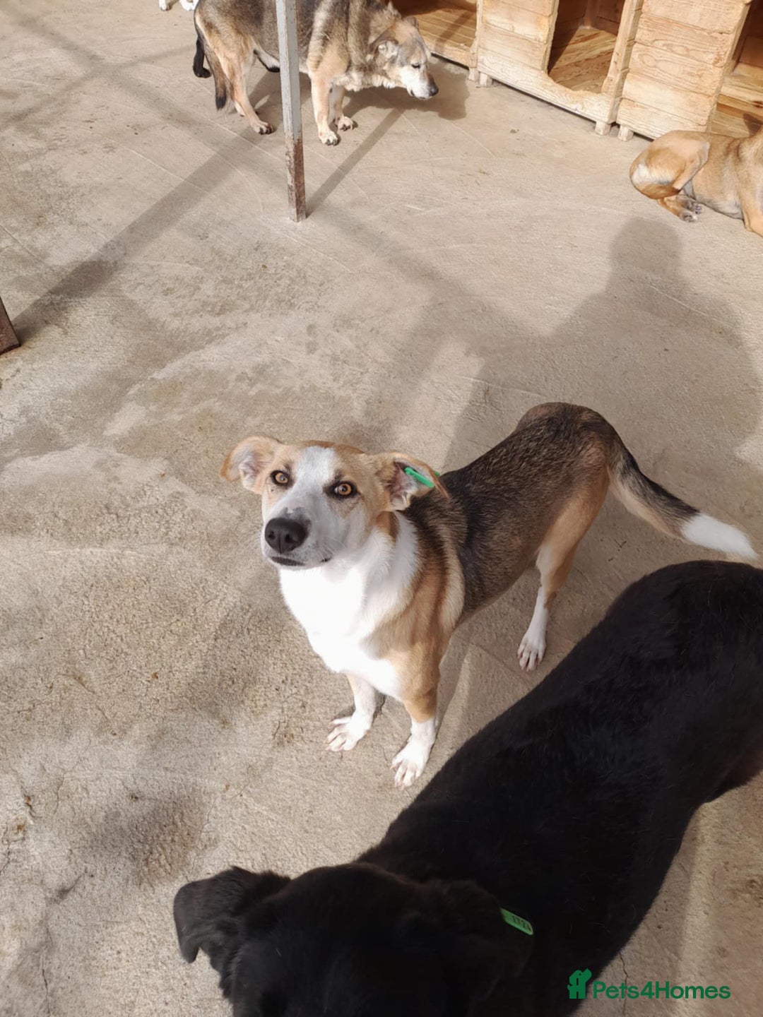 Mixed Breed dogs for adoption: Sven. 18 months approx. Available for adoption. - Advert 3