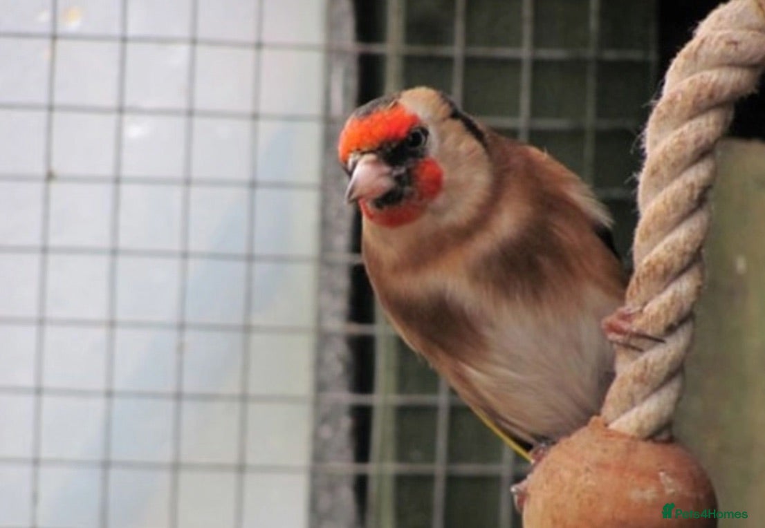 Finches birds Goldfinch  - Advert 1