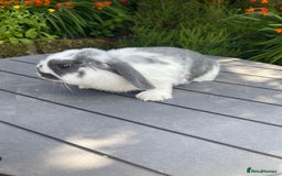 Mini Lop rabbits for sale: Beautiful Mini Lop Bunnies - Image 7