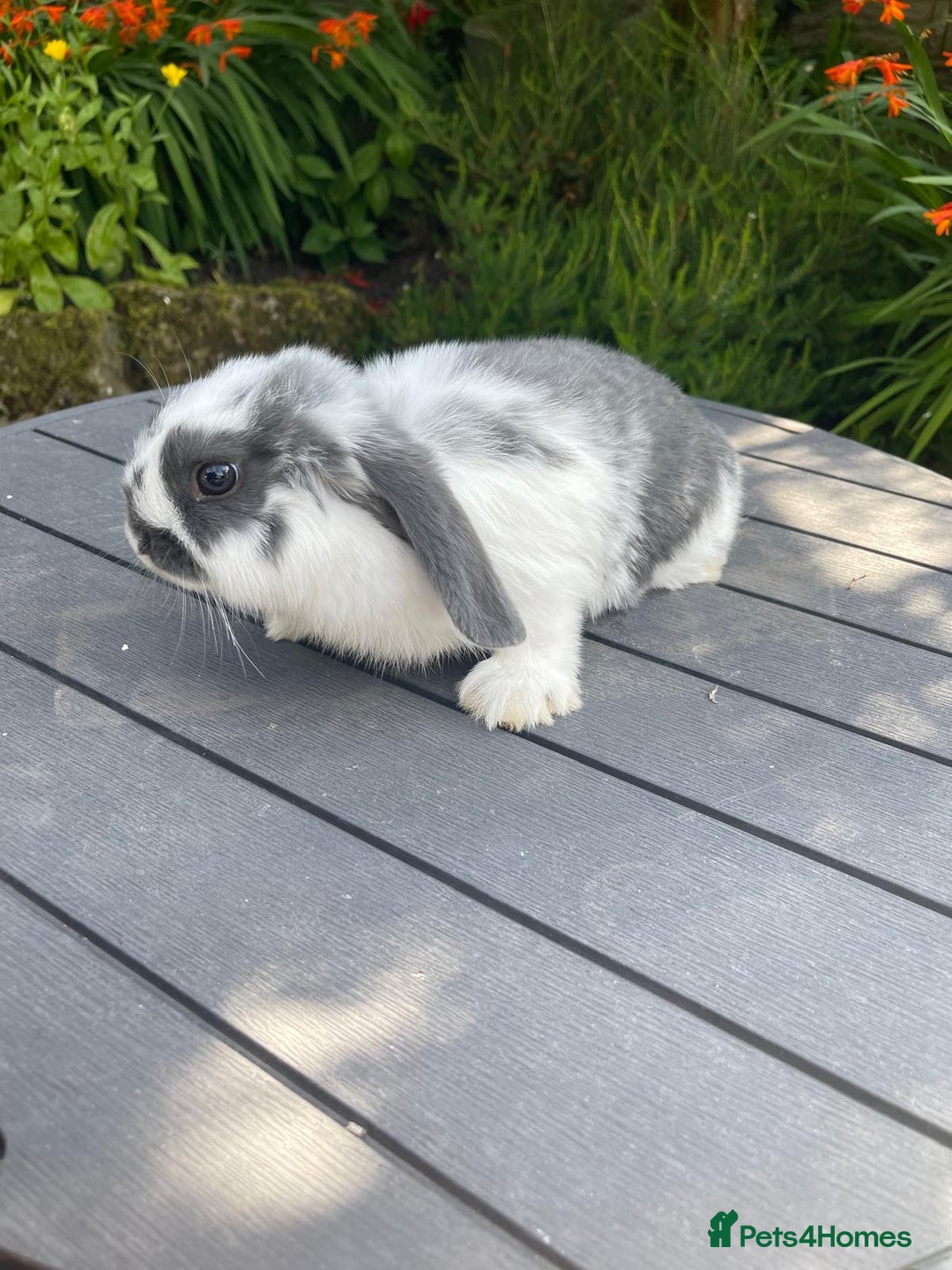 Mini Lop rabbits for sale: Beautiful Mini Lop Bunnies - Image 7