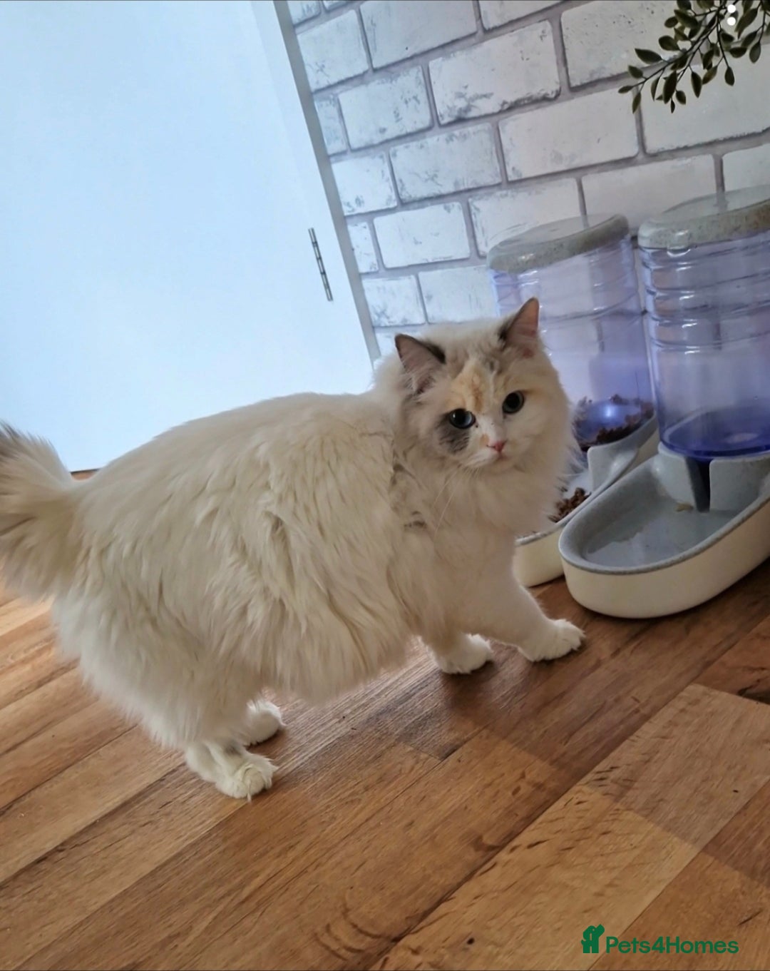 Mixed Breed cats for sale: Beautiful Ragdoll-Persian kittens - Advert 15