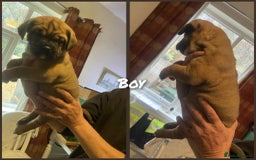 Mixed Breed dogs for sale: Chunky Rottweiler x alpha blue bulldog puppies  - Advert 9