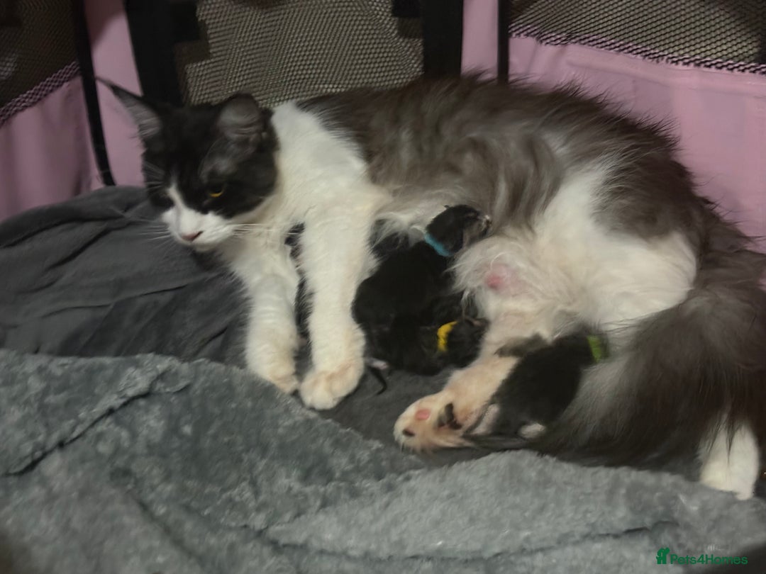 Maine Coon cats for sale: Beautiful Black/silver mackerel  tabby Maine coons - Advert 3