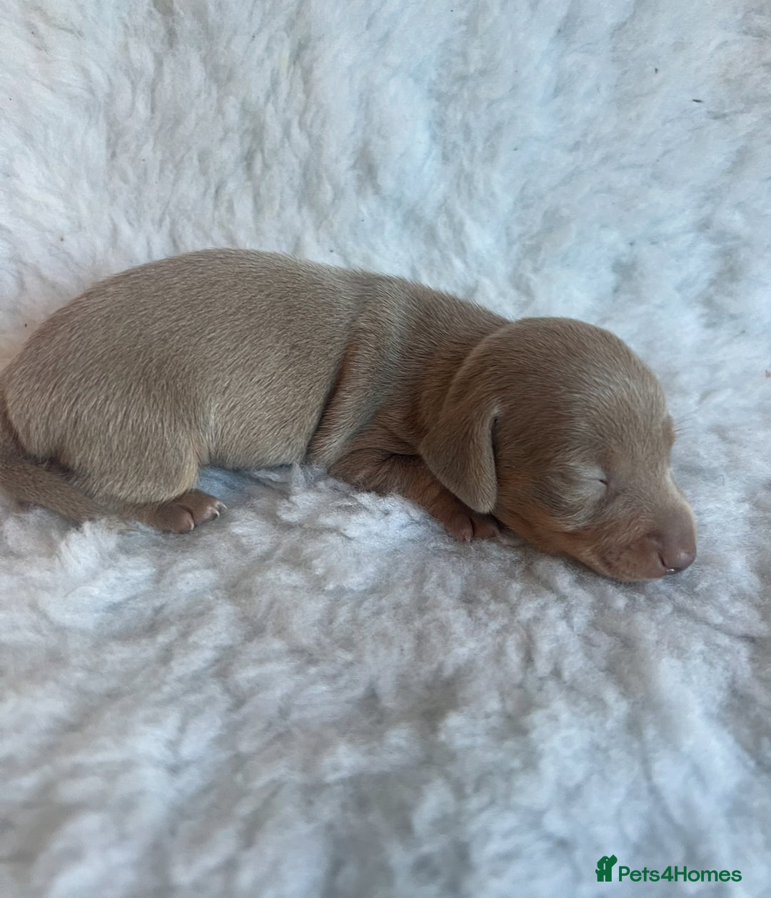 Miniature Dachshund dogs for sale: KC Mini Smooth haired Dachshunds  - Advert 18
