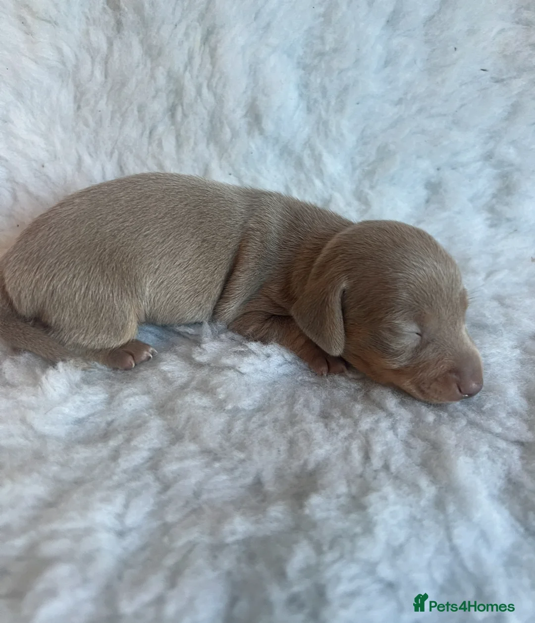 Miniature Dachshund dogs for sale: KC Mini Smooth haired Dachshunds  - Advert 18