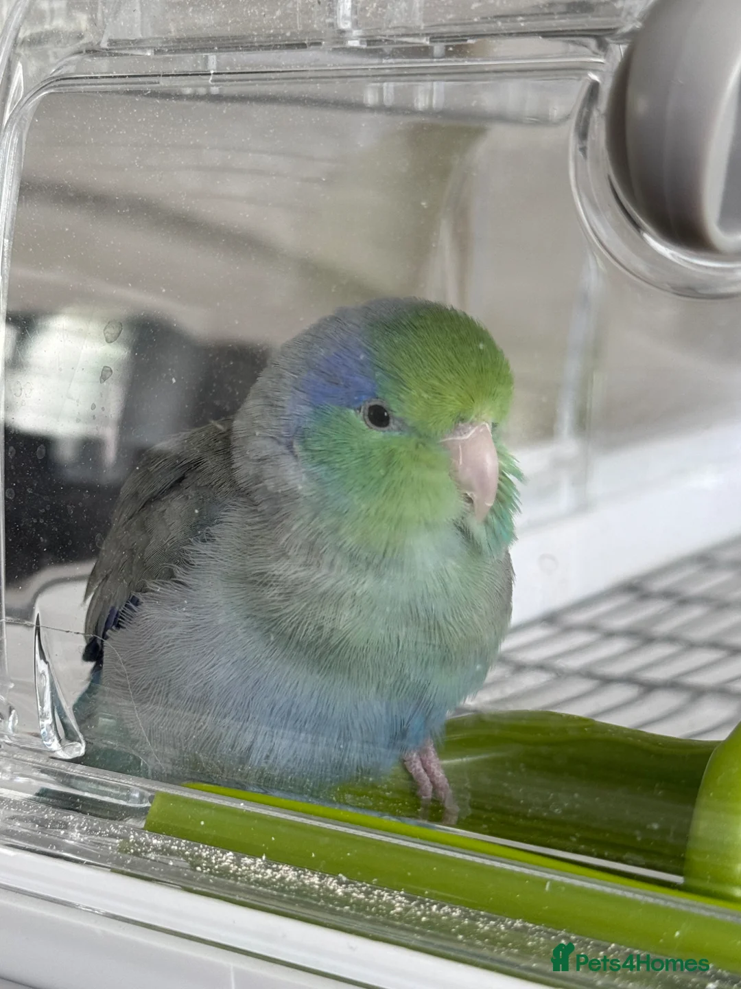 Parakeets birds for sale: Tame Male Celestial Parrotlet - Advert 7