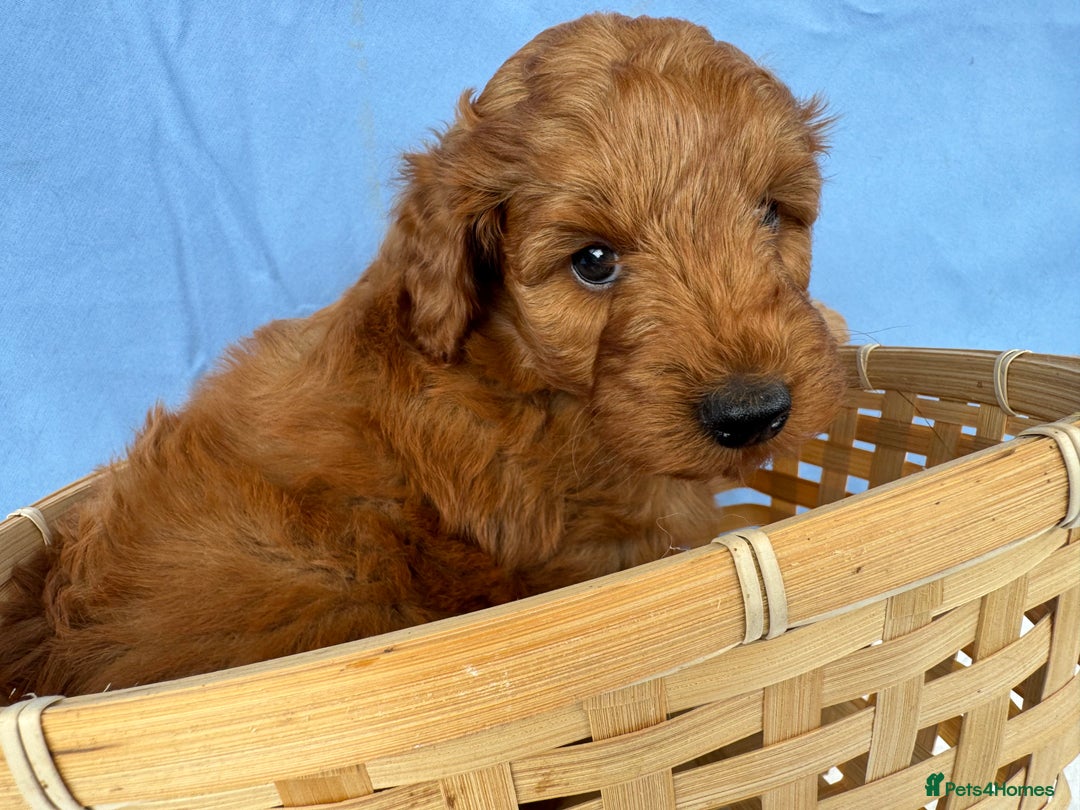 Cockapoo dogs for sale: Gorgeous Cockerpoo F1b - Image 4