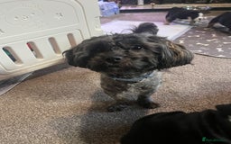 Shihpoo dogs for sale: ⭐️Shihpoo female⭐️ - Image 2