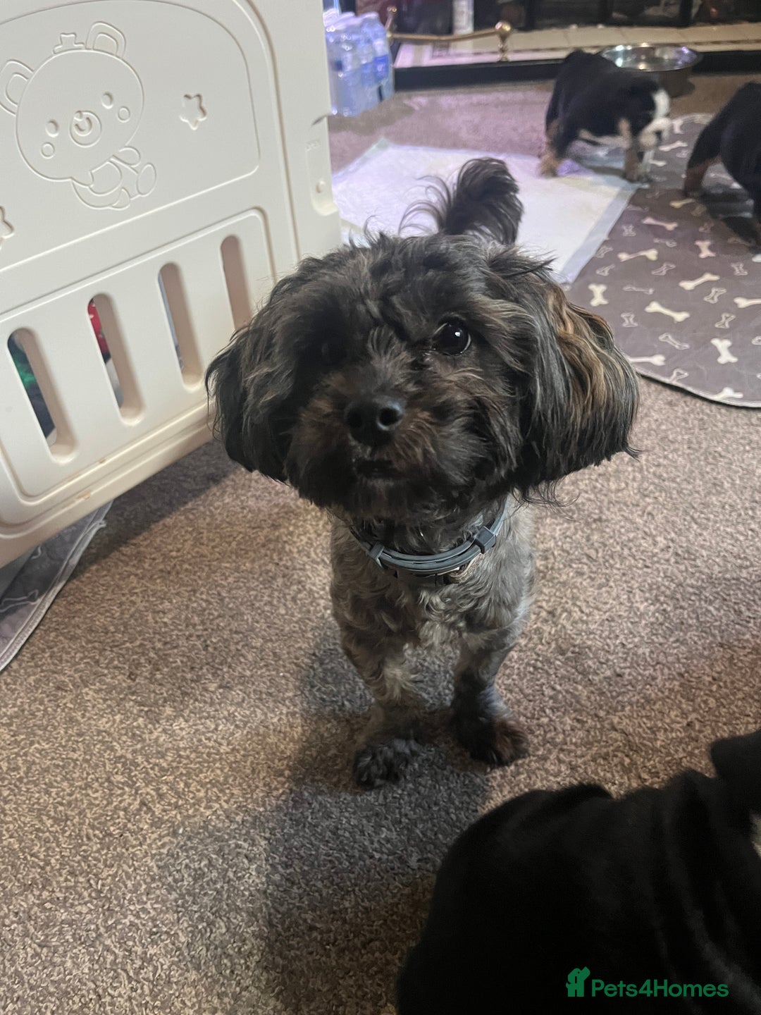 Shihpoo dogs for sale: ⭐️Shihpoo female⭐️ - Image 2