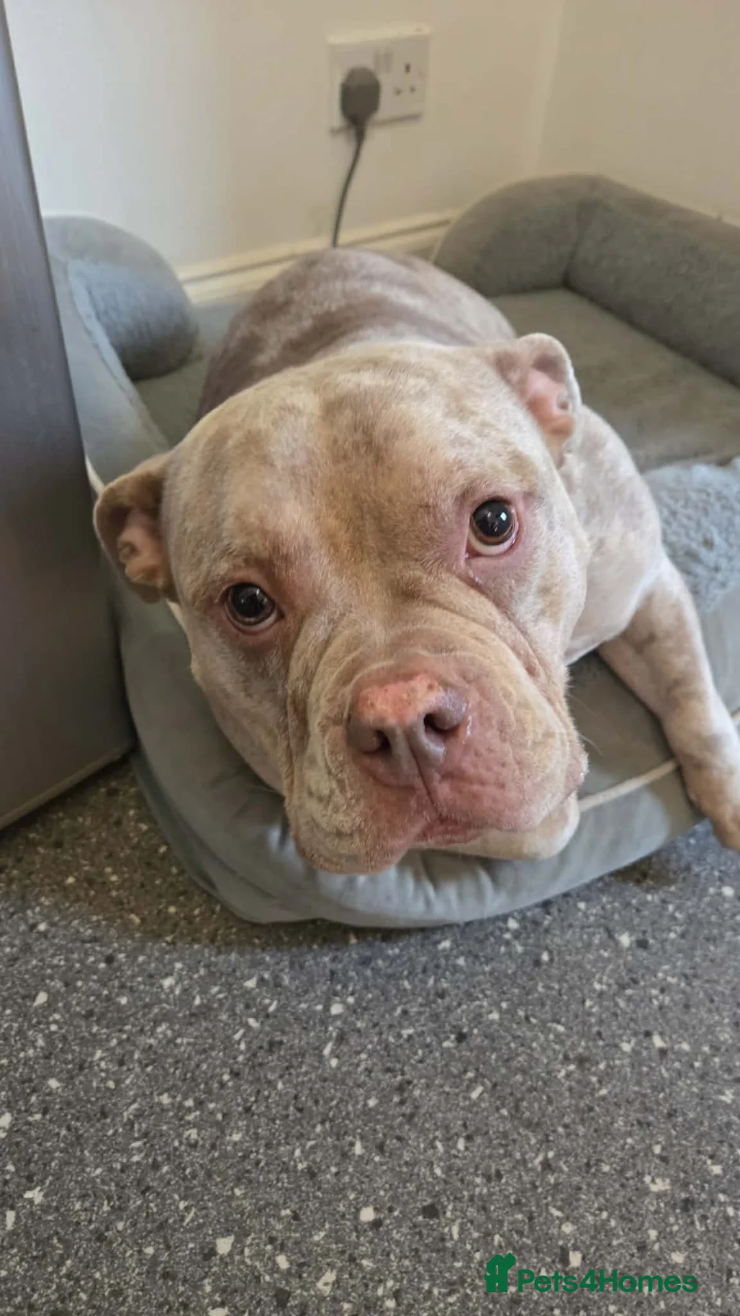 American Bully dogs for sale: Female pocket bully  - Advert 3