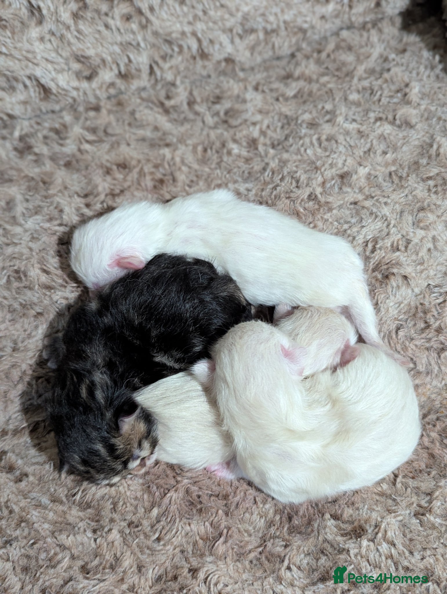 Siberian cats Hypoallergenic Champion Siberian Kittens-Ready JUL - Advert 1