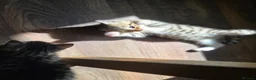 Mixed Breed cats for sale: Kittens ready NOW,  1 girl left - Advert 15