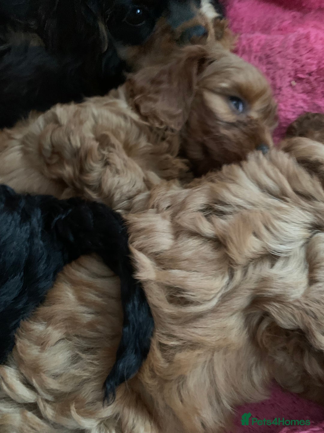 Cavapoo dogs for sale: Stunning premium F1 Cavapoo babies 🥰 - Image 16
