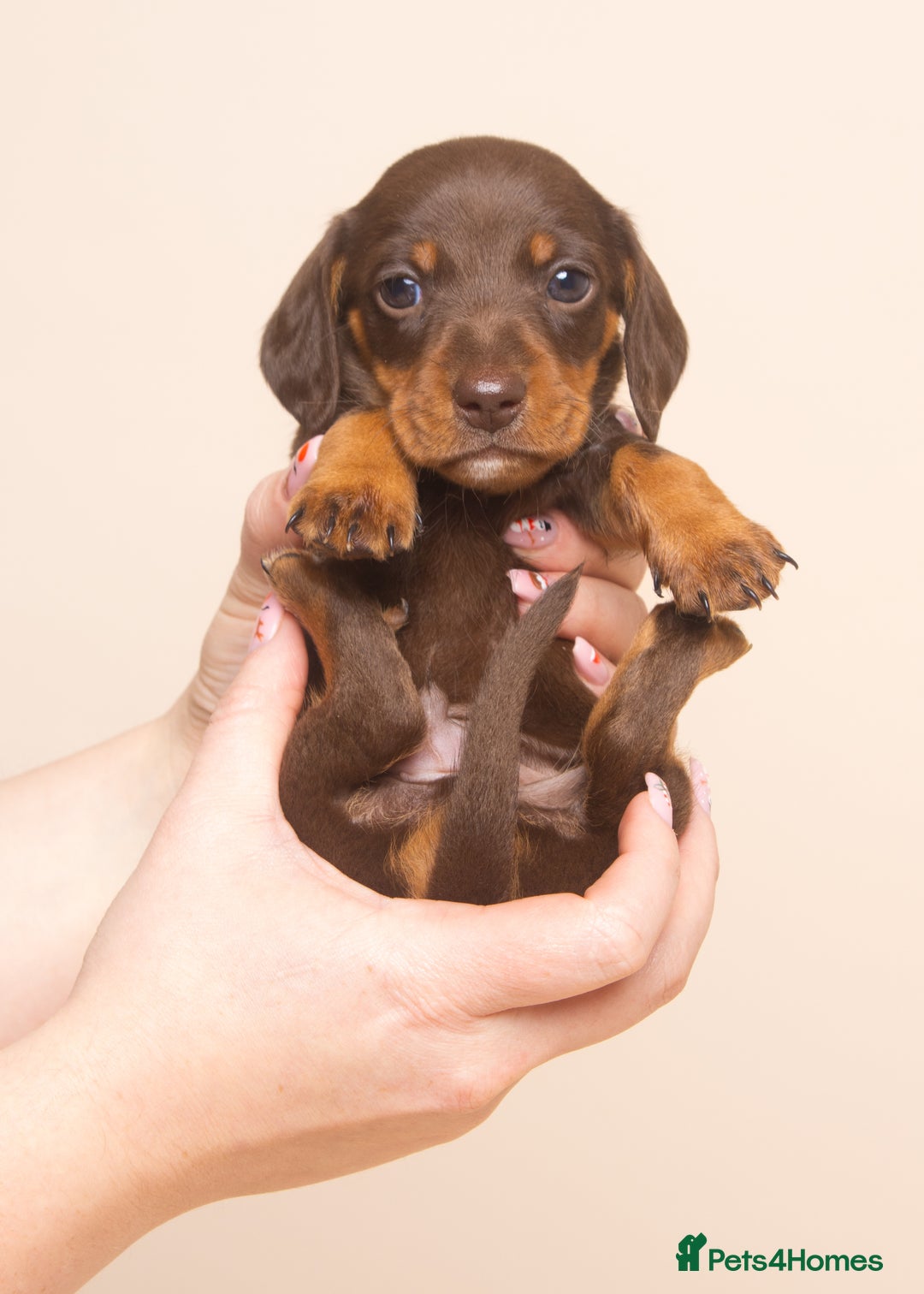 Miniature Dachshund dogs for sale: True Miniature Dachshund Puppies - Advert 9