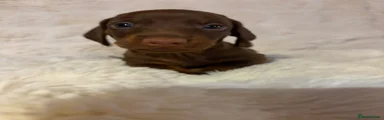 Chocolate Puppy 