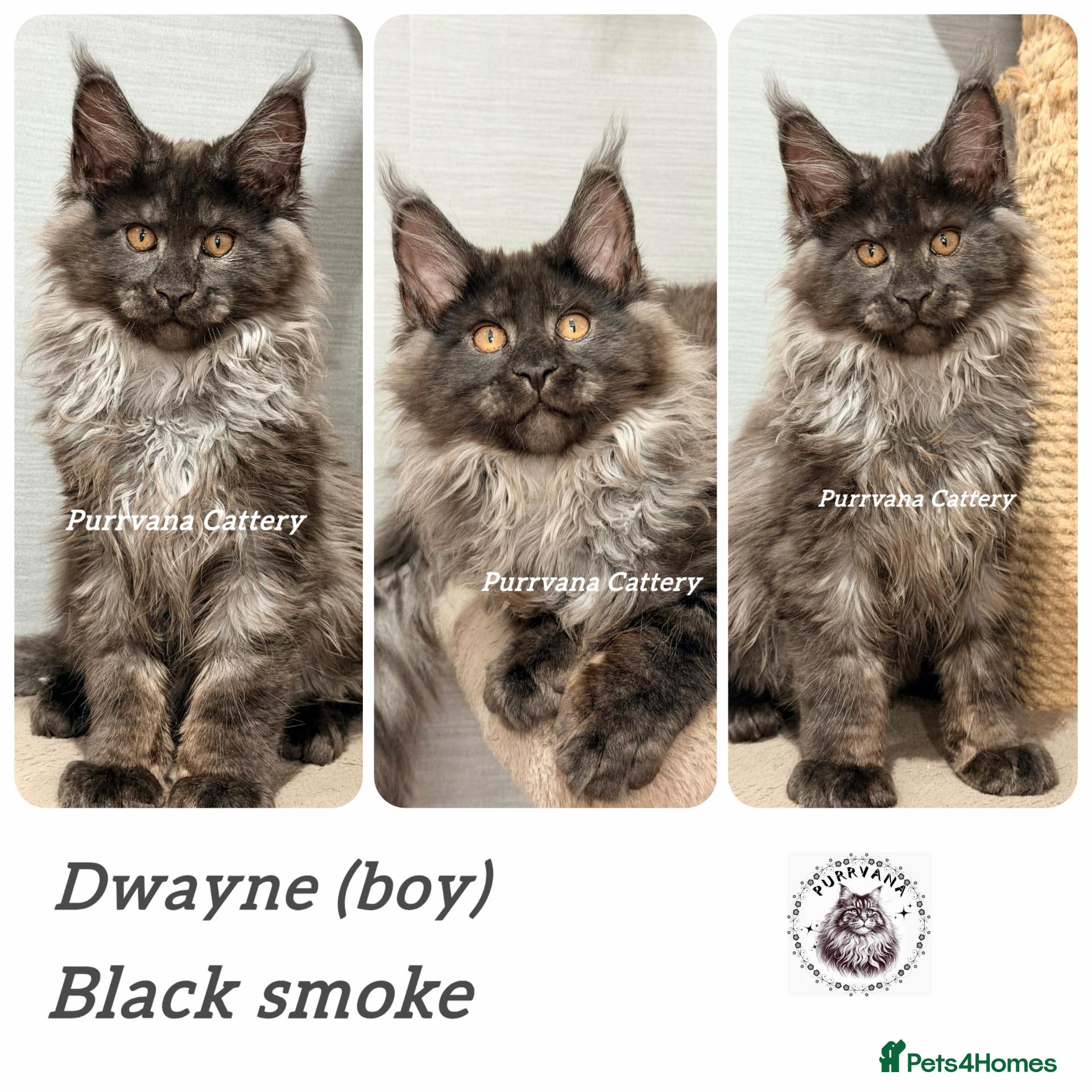 Maine Coon cats TICA registered Maine coon kittens READY NOW - Advert 2
