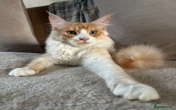Maine Coon cats for sale: Stunning cream/white Maine coon boy  - Image 4