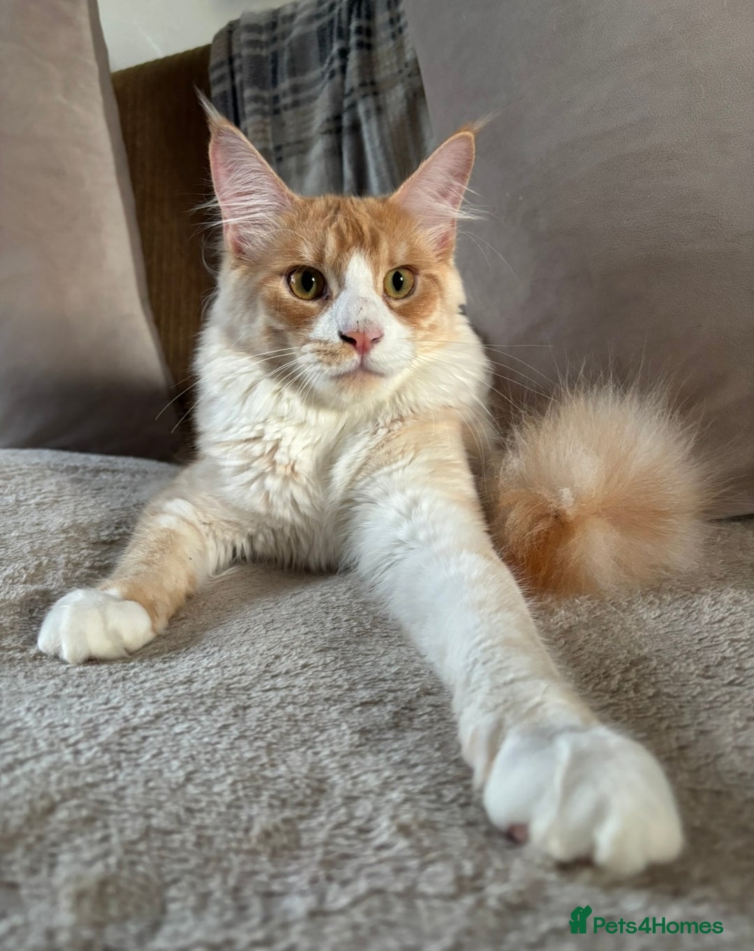 Maine Coon cats for sale: Stunning cream/white Maine coon boy  - Image 4