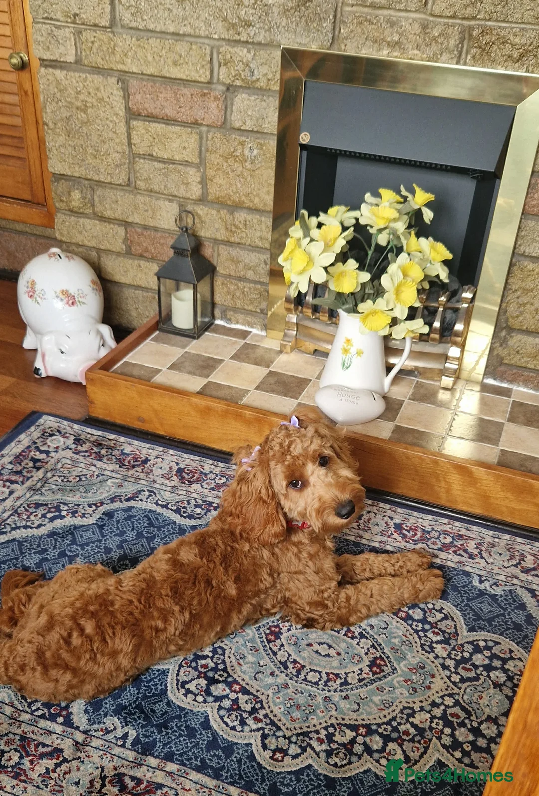 Cockapoo dogs for sale: Cockapoo  - Advert 4