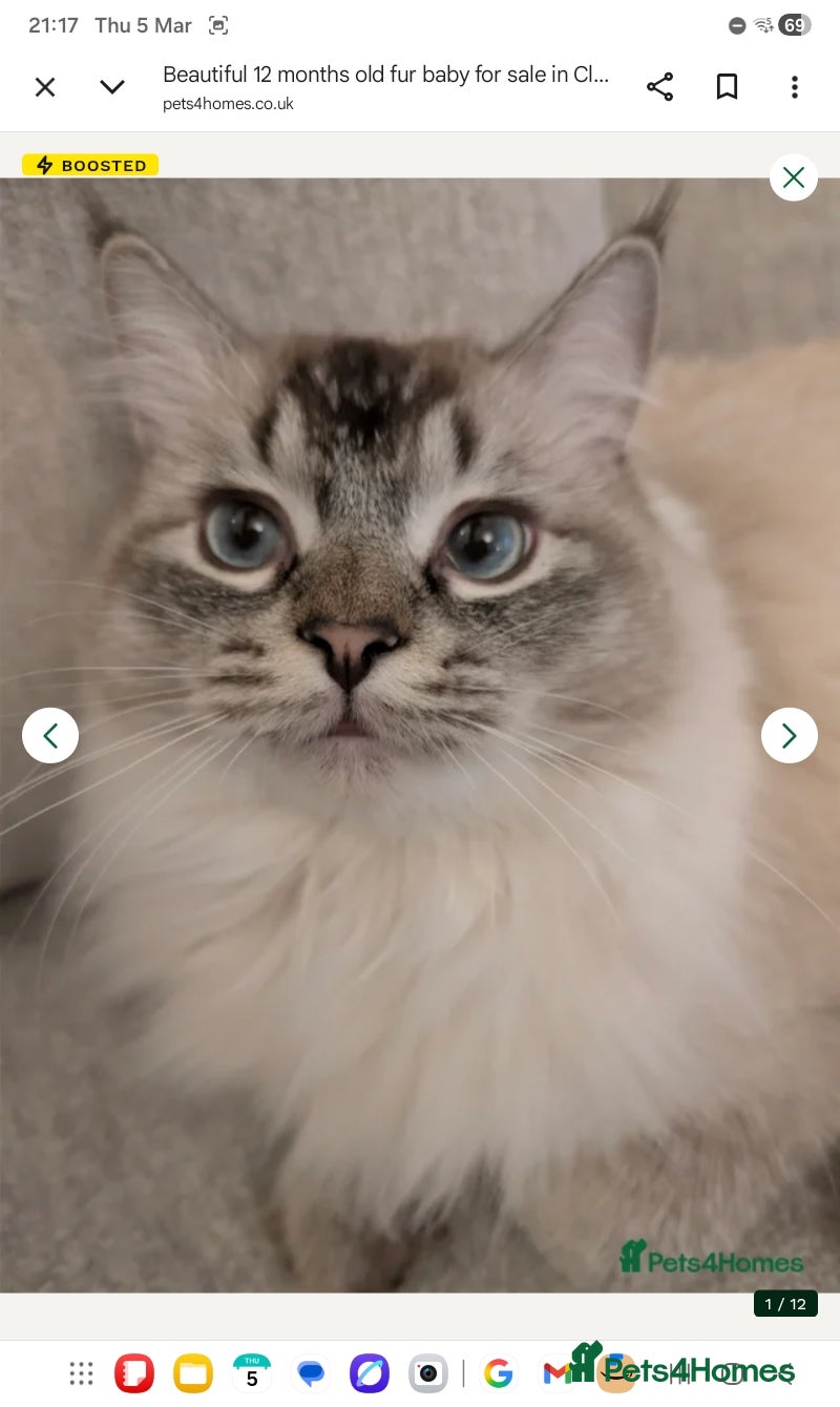 Ragdoll cats Beautiful 1 year old Ragdoll male  - Advert 3