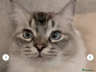 Ragdoll cats Beautiful 1 year old Ragdoll male - Advert 1