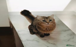 Persian cats for sale: Emerald the Royal Persian Cat 🐈  - Image 5