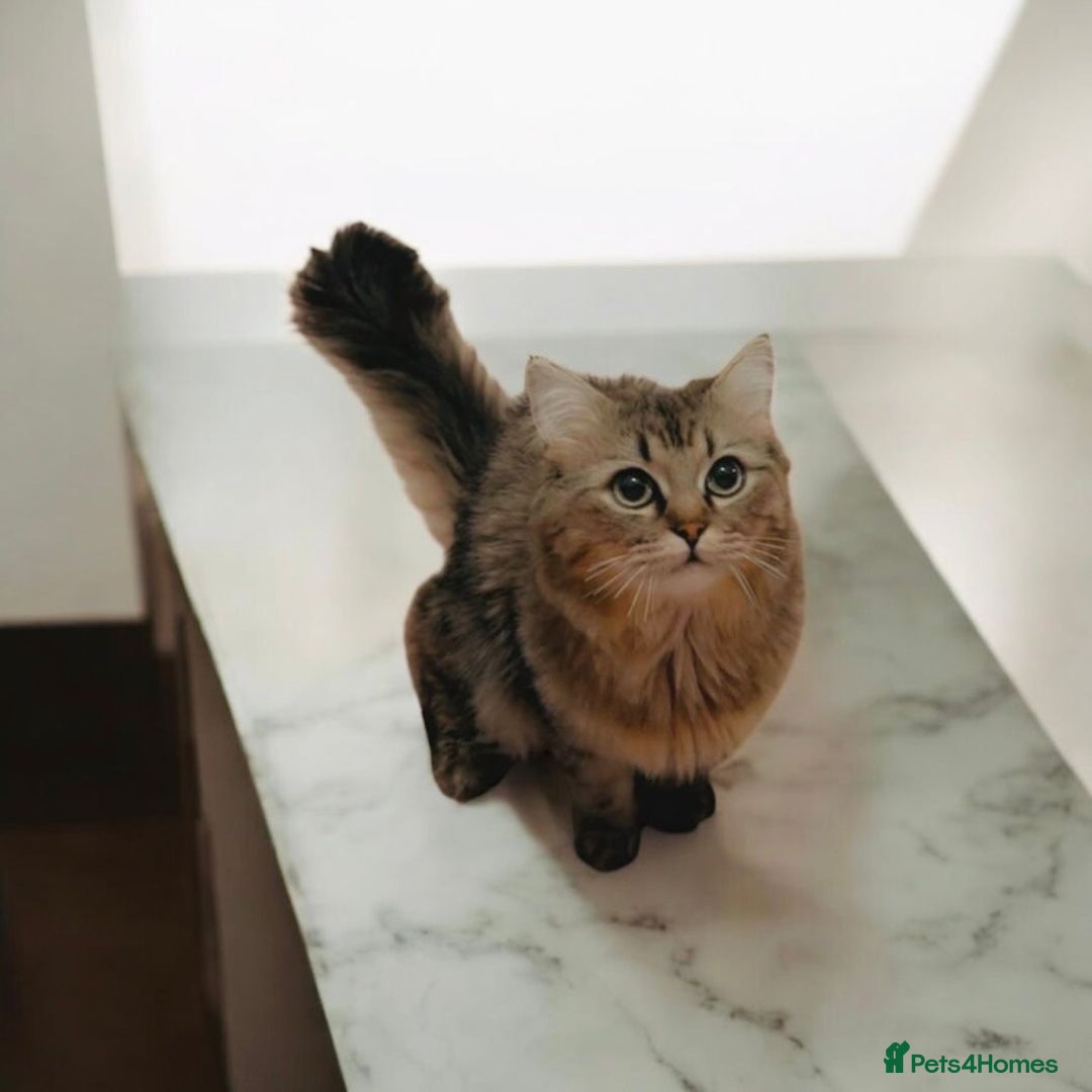Persian cats for sale: Emerald the Royal Persian Cat 🐈  - Image 5