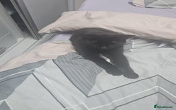 Bombay cats for sale: Black Female Cat - Image 1