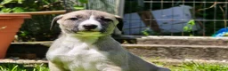 Mixed Breed dogs for sale: Whippet cross whippet lurcher - Advert 11