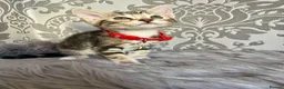 Bengal cats for sale: Beautiful Bengal Kittens in Leeds - Advert 6