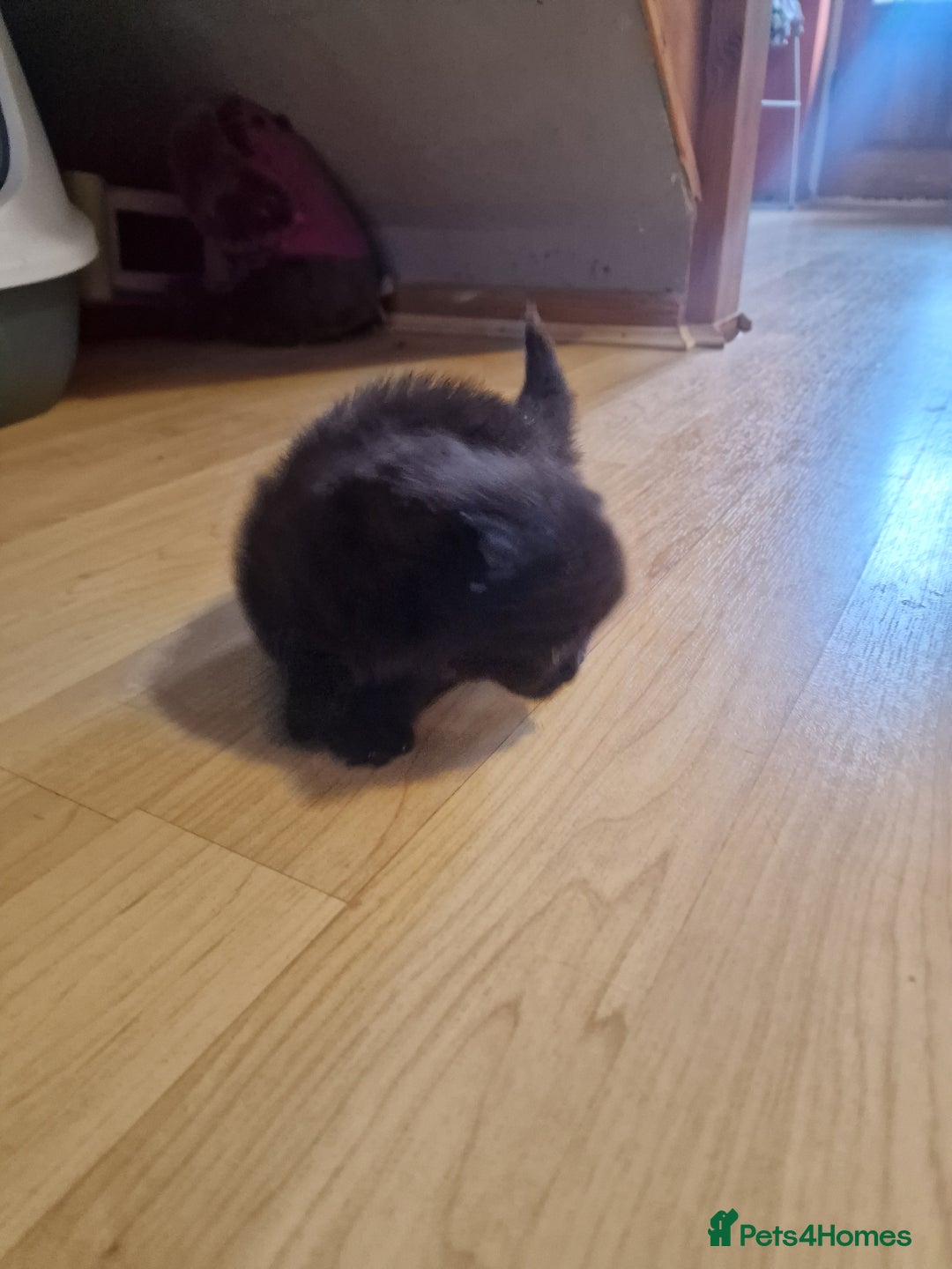 British Longhair cats for sale: 4 Adorable kittens for sale  - Advert 13