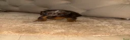 Miniature Dachshund dogs for sale: ✨ KC Lines | Miniature Dachshund Puppies✨ - Advert 8