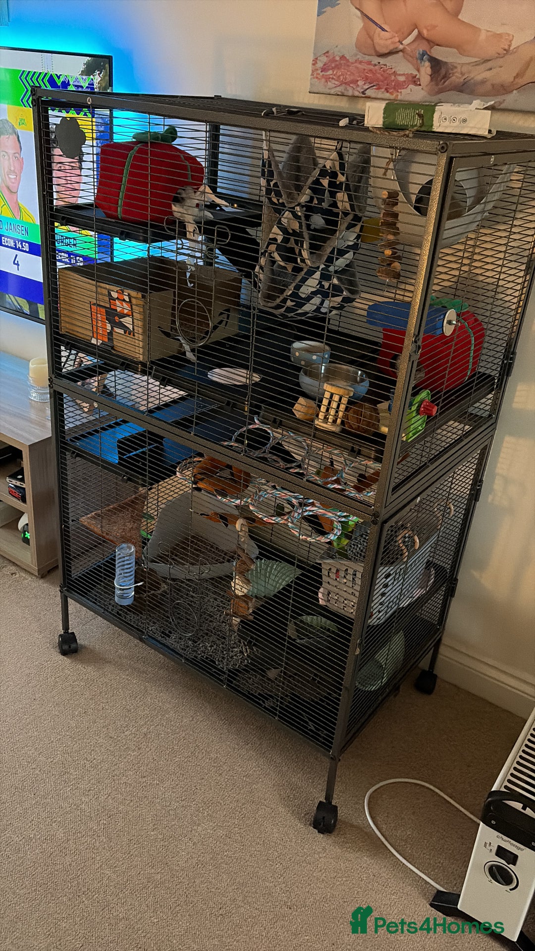 Rat rodents for sale: 2 male rats 5 months old - Advert 4