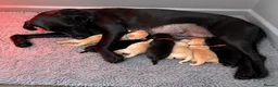 Labrador Retriever dogs for sale: 🐾7 Stunning Labrador Puppy’s 👀 🏡 🐾 - Advert 3